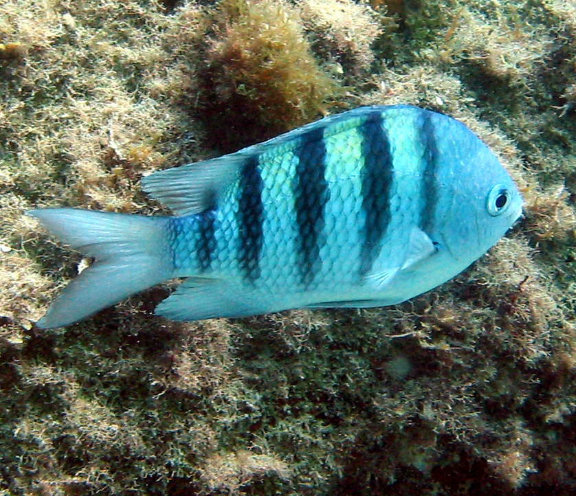 Abudefduf saxatilis (Sergente maggiore)